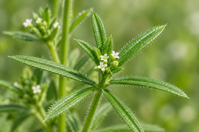 Cleavers