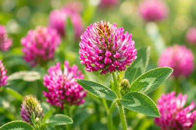 Red Clover